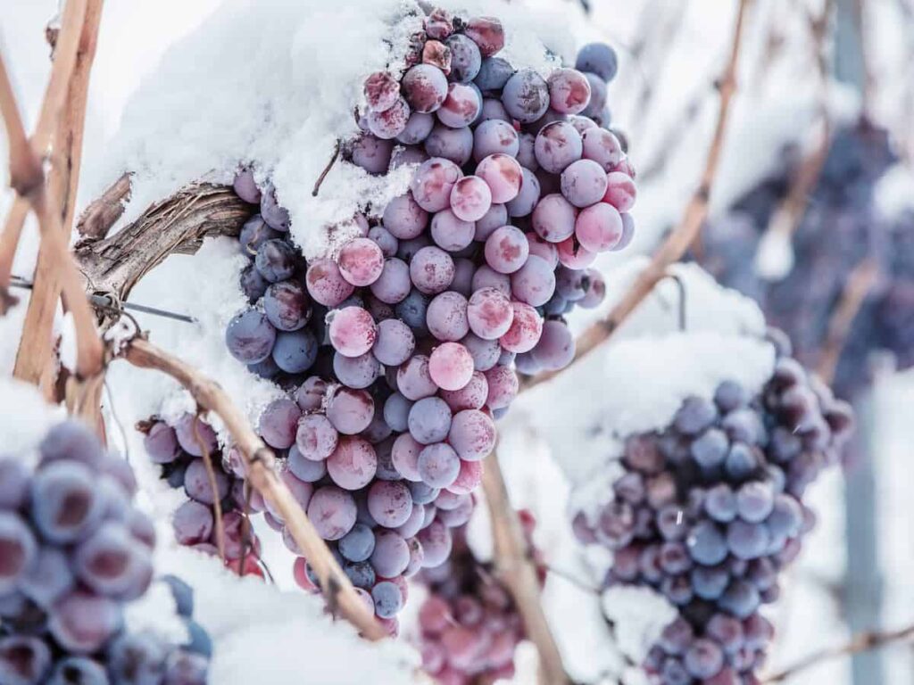 Icewine Flex Friday Driver's Pass